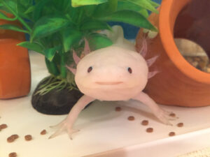 「ウーパールーパーをペアで飼ってたら、、」続く展開に驚きが隠せない・・・