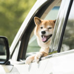 駐車場の車内にいたワンコがこちらを見ていたので飼い主に「犬かわいいですね〜」と言ったら・・・えっ