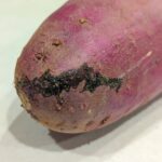 サツマイモについた『泥のようなもの』→実はこれ・・・八百屋さんの豆知識が目から鱗!!
