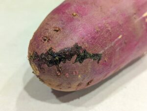 サツマイモについた『泥のようなもの』→実はこれ・・・八百屋さんの豆知識が目から鱗！！