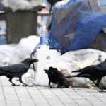 ゴミを荒らすカラスを撃退するため、『タバスコ』をかけた結果・・・マジか。