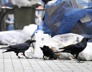 ゴミを荒らすカラスを撃退するため、『タバスコ』をかけた結果・・・マジか。