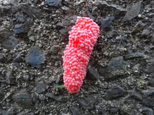 「絶対に触らないで！！」街中でこれを見かけたら注意！と呼びかけられています。