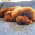 「それ絶対にやめて!」最近SNSで流行っているというわんちゃんのかわいい動画に専門家が注意喚起!