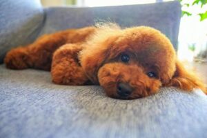 「それ絶対にやめて！」最近SNSで流行っているというわんちゃんのかわいい動画に専門家が注意喚起！