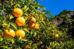 みかんの収穫中「分けて欲しい」と声をかけてきた女性。金額を伝えると・・・えっ？