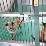 トレーナーに愛犬を「処分した」と報告に来た飼い主。詳しく話を聞いたら・・・愕然