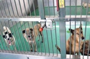 トレーナーに愛犬を「処分した」と報告に来た飼い主。詳しく話を聞いたら・・・愕然