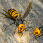 「蜂がホンマにいなくなった」→その方法に・・・マジかっ!!