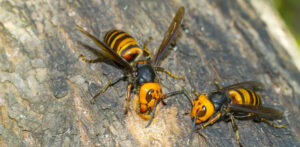 「蜂がホンマにいなくなった」→その方法に・・・マジかっ！！