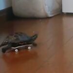 カメをスケボーに乗せたら大変なことになった!・・使いこなしすぎー!!