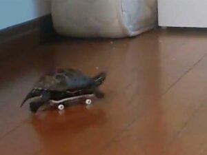 カメをスケボーに乗せたら大変なことになった！・・使いこなしすぎー！！