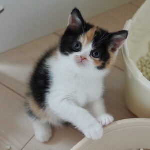 たった１年で貫禄つきすぎた！子猫が１年でこうなる選手権