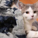 こたつの掛け布団を上げたら、中に猫ちゃんが・・丸くなっているのかと思いきや