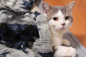 こたつの掛け布団を上げたら、中に猫ちゃんが・・丸くなっているのかと思いきや