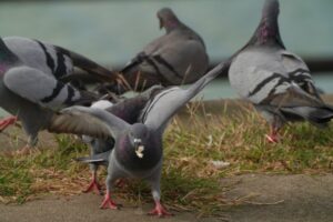 優しくしてあげて！嫌われがちなハトのルーツを知ったら思わず優しくなってしまう・・