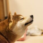 とある柴犬のお触りしていい一覧が危険すぎて笑える!