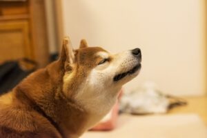 とある柴犬のお触りしていい一覧が危険すぎて笑える！