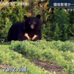 クマの生息状況を説明するときに、九州だけおかしなことになっていてウケる!