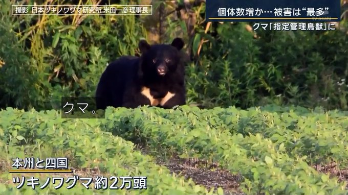 クマの生息状況を説明するときに、九州だけおかしなことになっていてウケる！