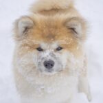 職場に犬が落ちてる!これは大事件です→その様子を見てみると・・