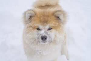 職場に犬が落ちてる！これは大事件です→その様子を見てみると・・