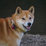 秋田犬になりすました柴犬の詐欺が見事すぎる(笑)