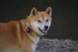 秋田犬になりすました柴犬の詐欺が見事すぎる（笑）