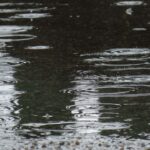 「雨宿りさせて下さい」と訪れた猫の表情に・・これは断り辛い