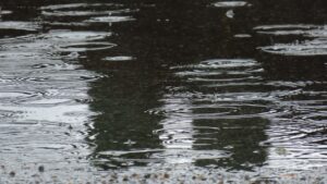 「雨宿りさせて下さい」と訪れた猫の表情に・・これは断り辛い