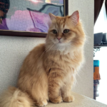 愛猫を洗ってる途中おとなしくしてたけど表情を見たら・・ごめん、一回笑わせて!