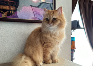 愛猫を洗ってる途中おとなしくしてたけど表情を見たら・・ごめん、一回笑わせて！