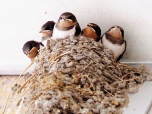 ツバメの子育てに気を使った駅長さんのメッセージボードに・・ごめん、笑った！！