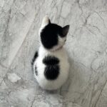 学校に行った子供たちを待つ子猫の背中の哀愁がたまらん!!
